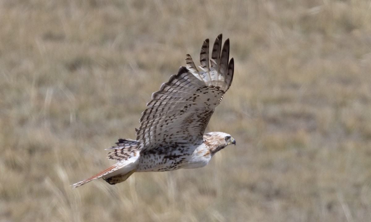 Rotschwanzbussard - ML622050043