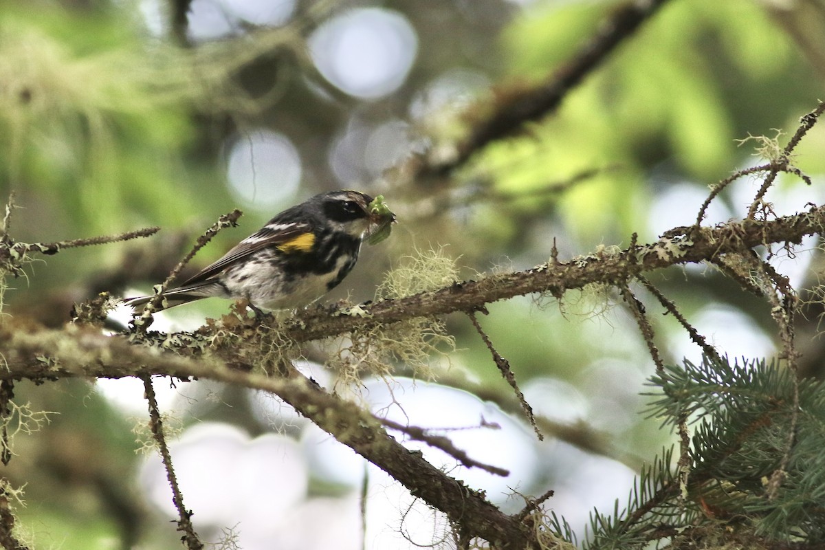 Kronenwaldsänger (coronata) - ML622050050