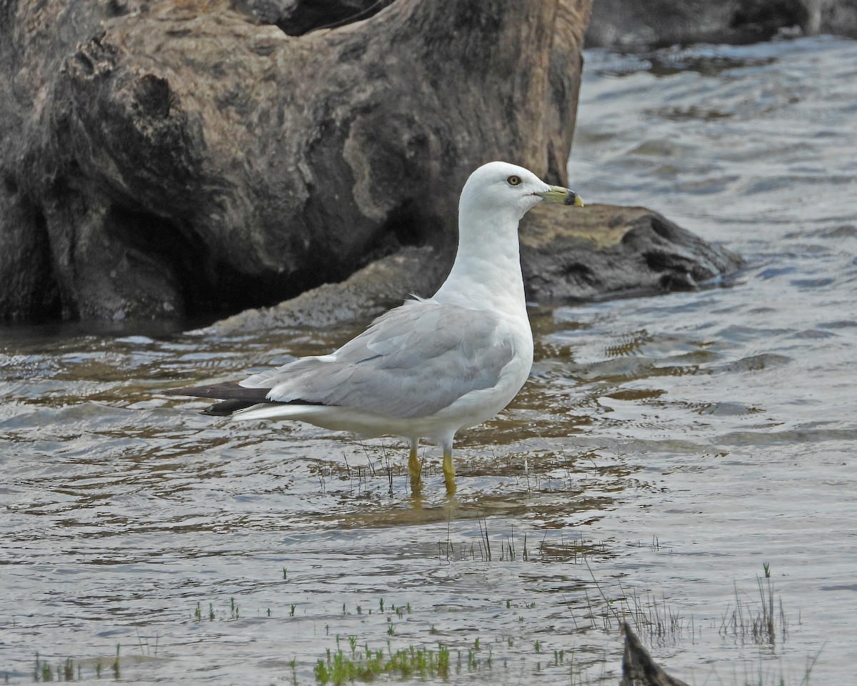 Ring-billed Gull - ML622050053