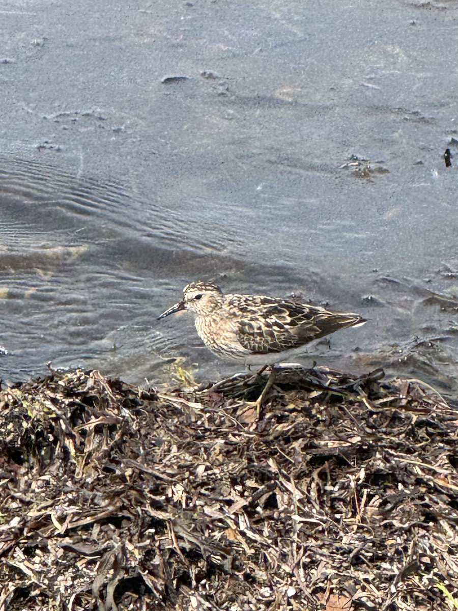 Least Sandpiper - ML622050055
