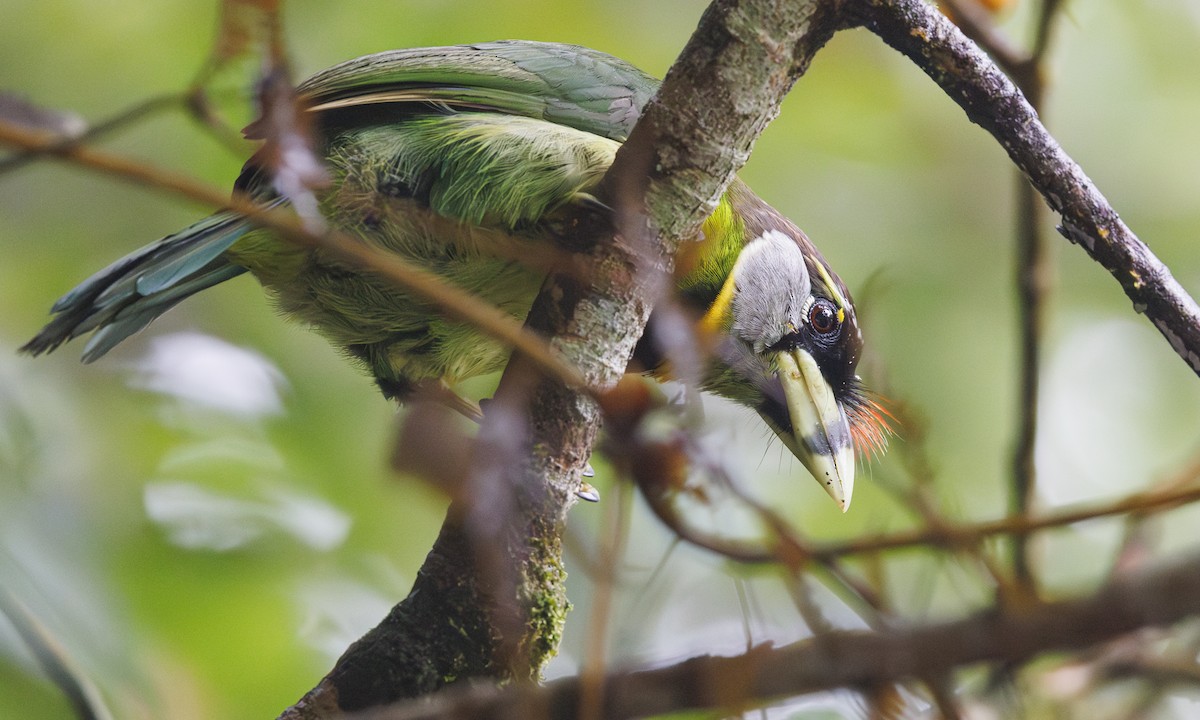 Fire-tufted Barbet - ML622050059