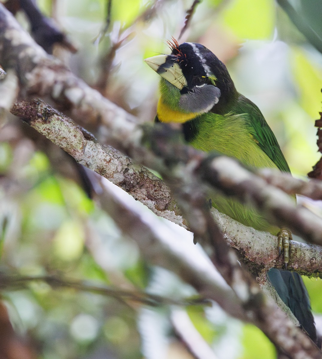 Fire-tufted Barbet - ML622050061