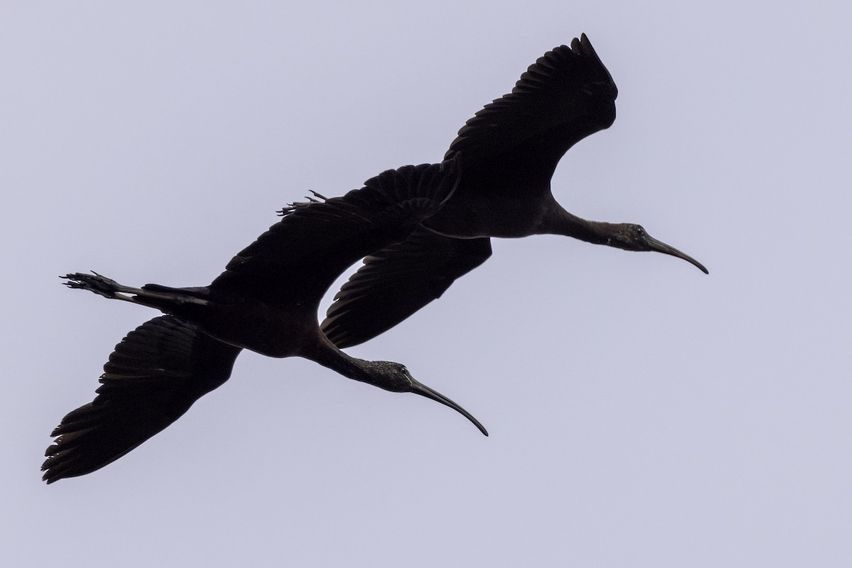 Glossy Ibis - ML622050063