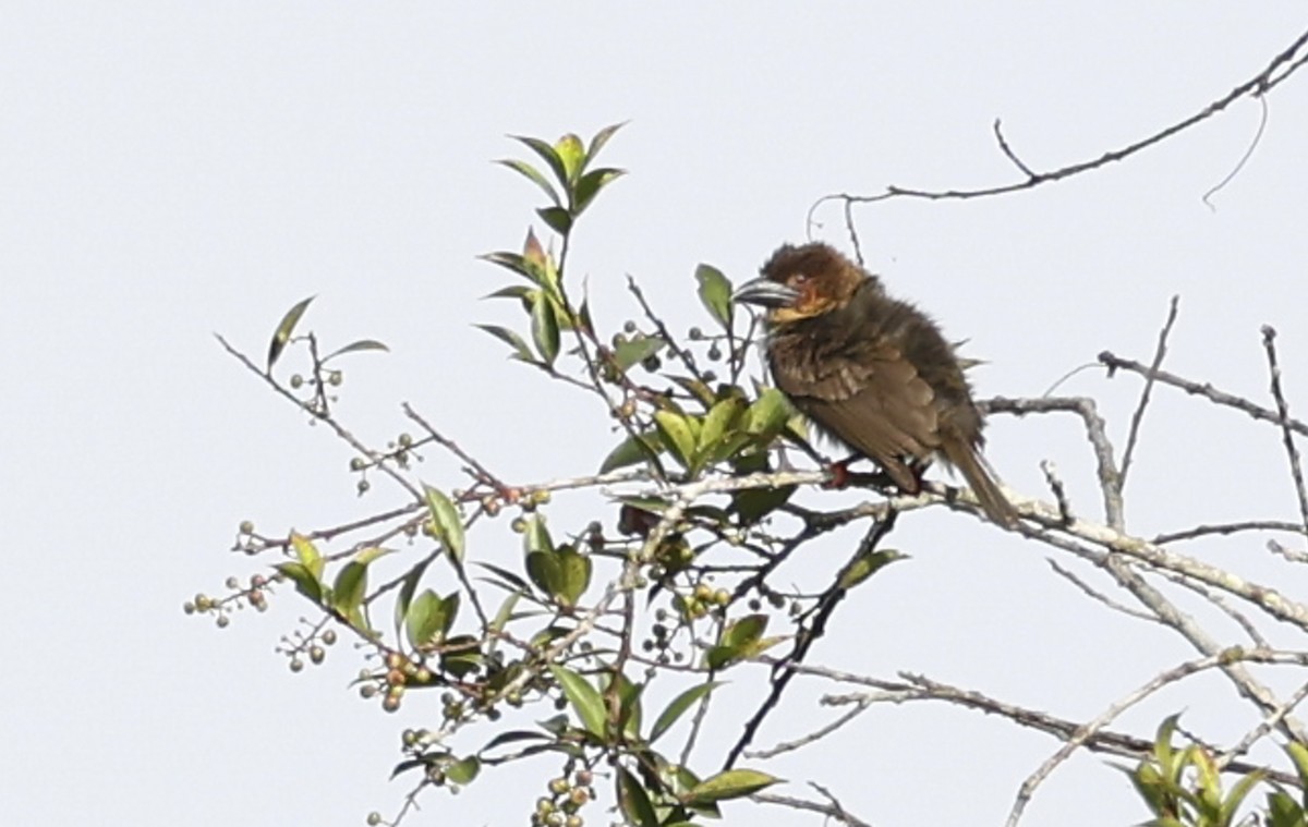 Sooty Barbet - ML622050064