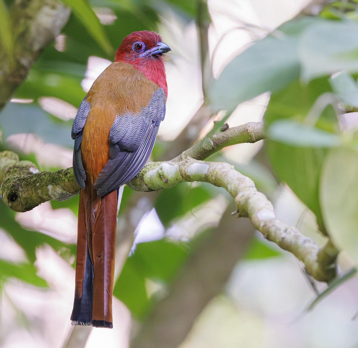 Red-headed Trogon - ML622050065