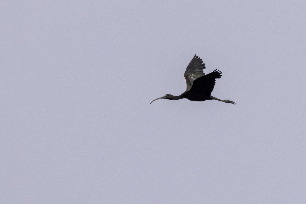 Glossy Ibis - ML622050066