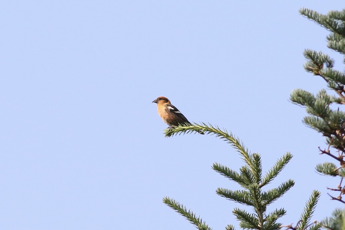 White-winged Crossbill - ML622050067