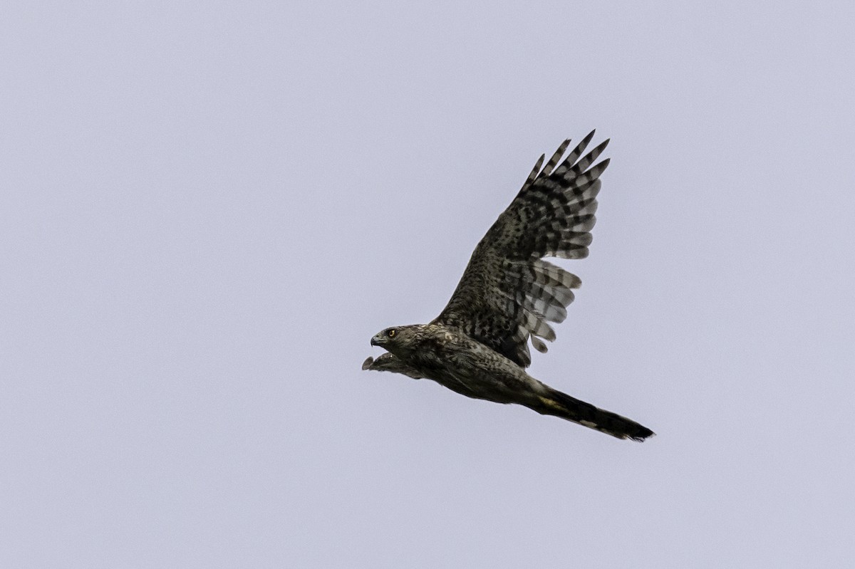 Cooper's Hawk - ML622050068