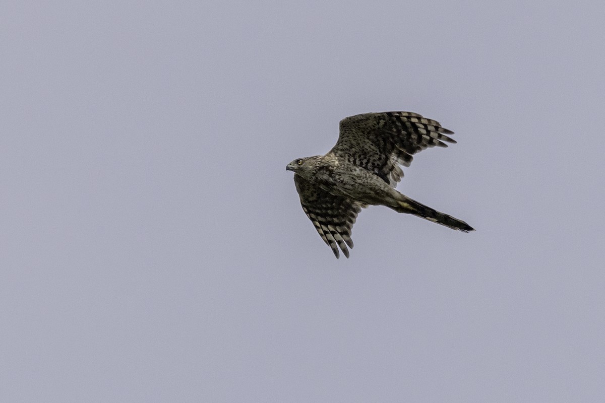 Cooper's Hawk - ML622050069