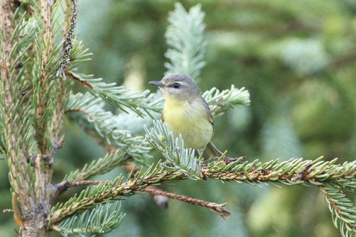 Philadelphia Vireo - ML622050071