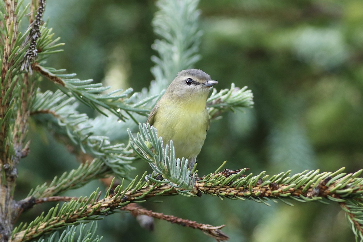 Philadelphia Vireo - ML622050072