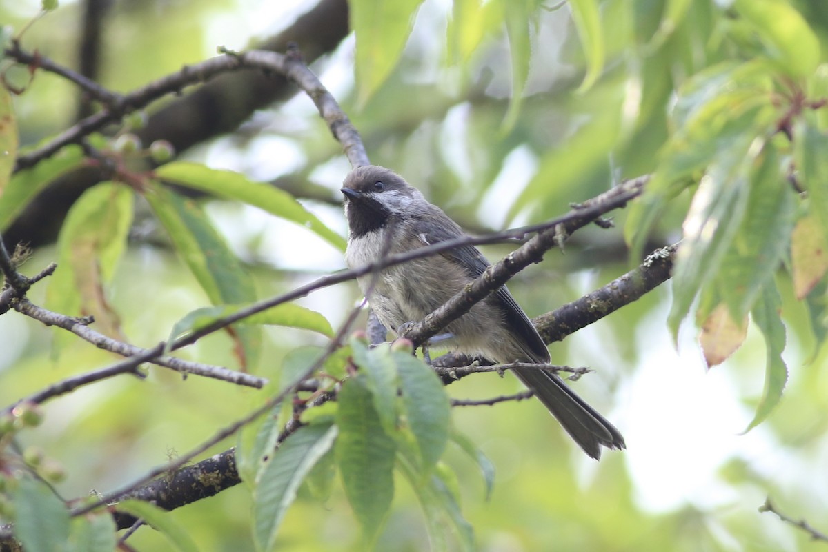 Boreal Chickadee - Max Epstein