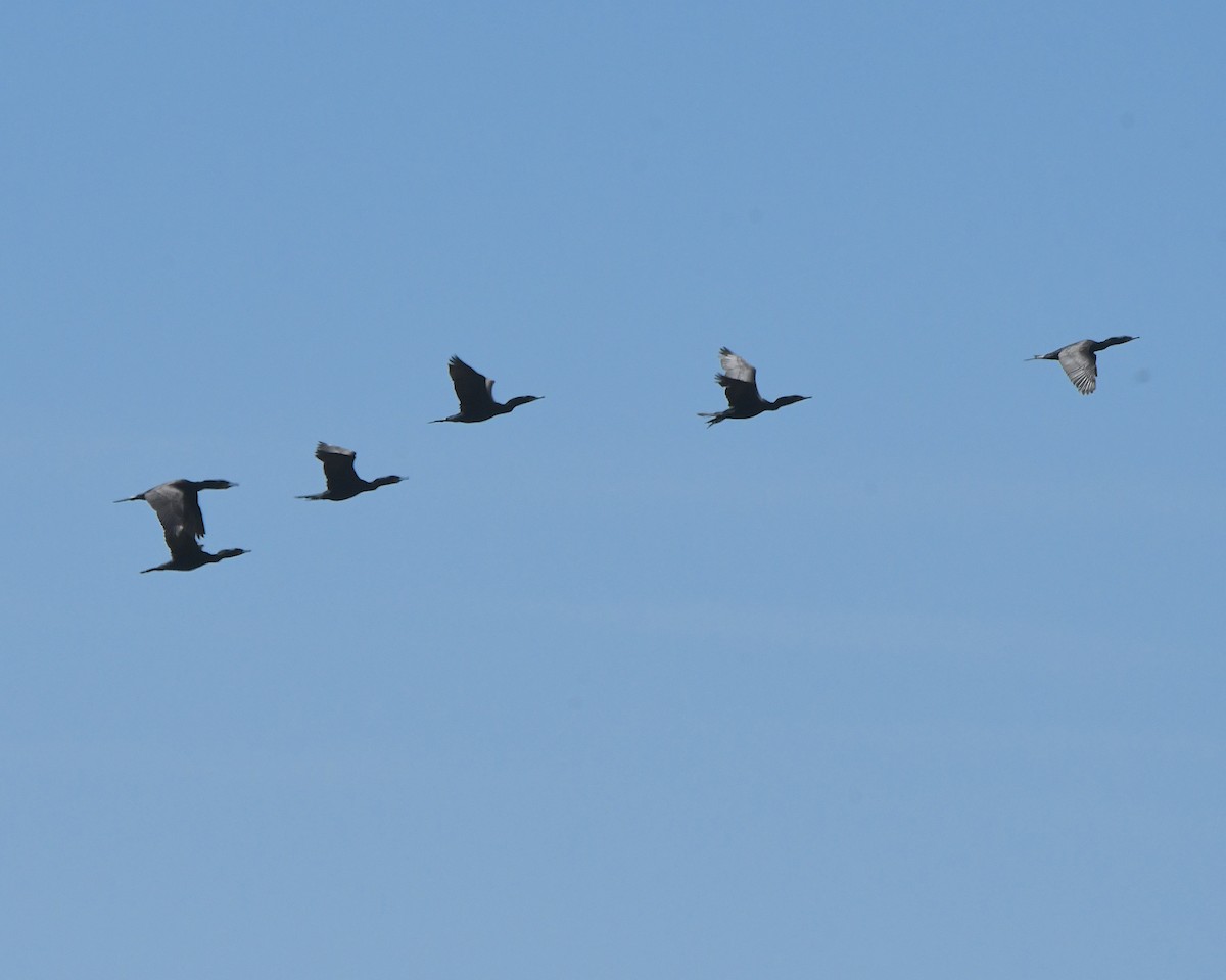 Double-crested Cormorant - ML622050075