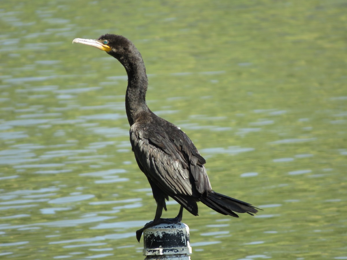 Neotropic Cormorant - ML622050076