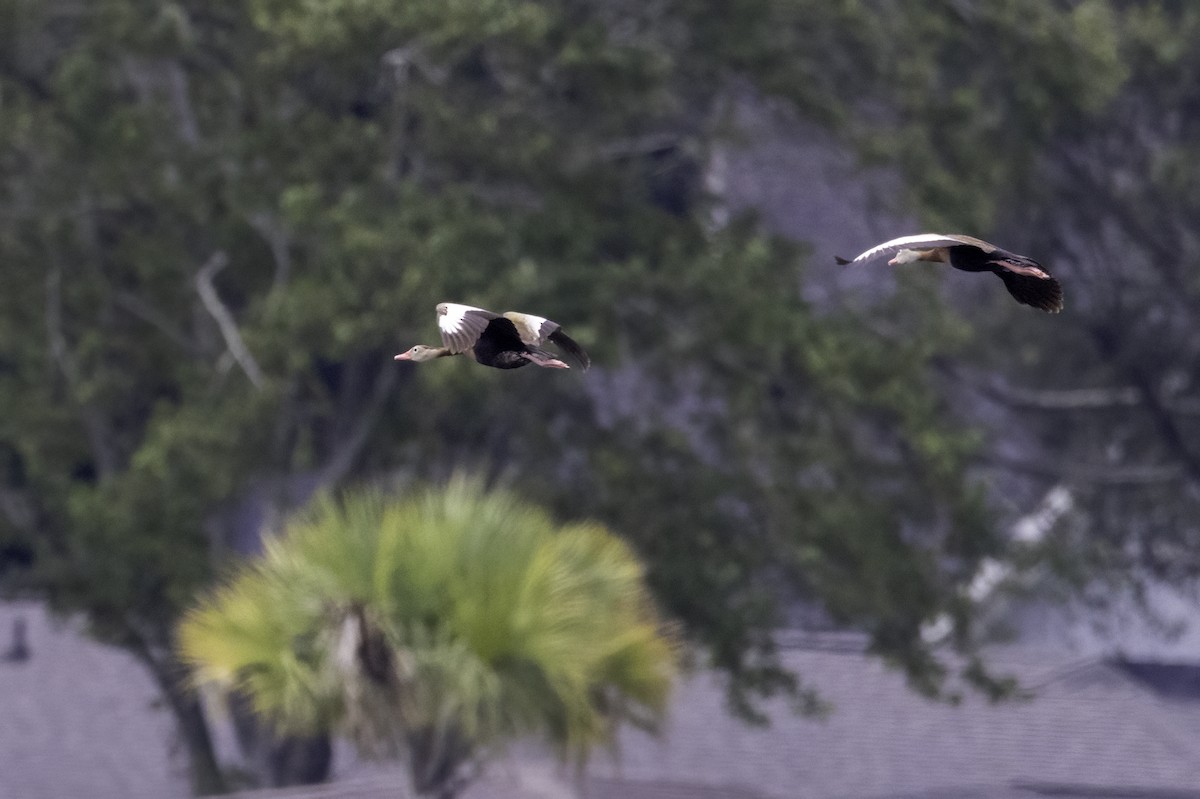 Black-bellied Whistling-Duck - ML622050080