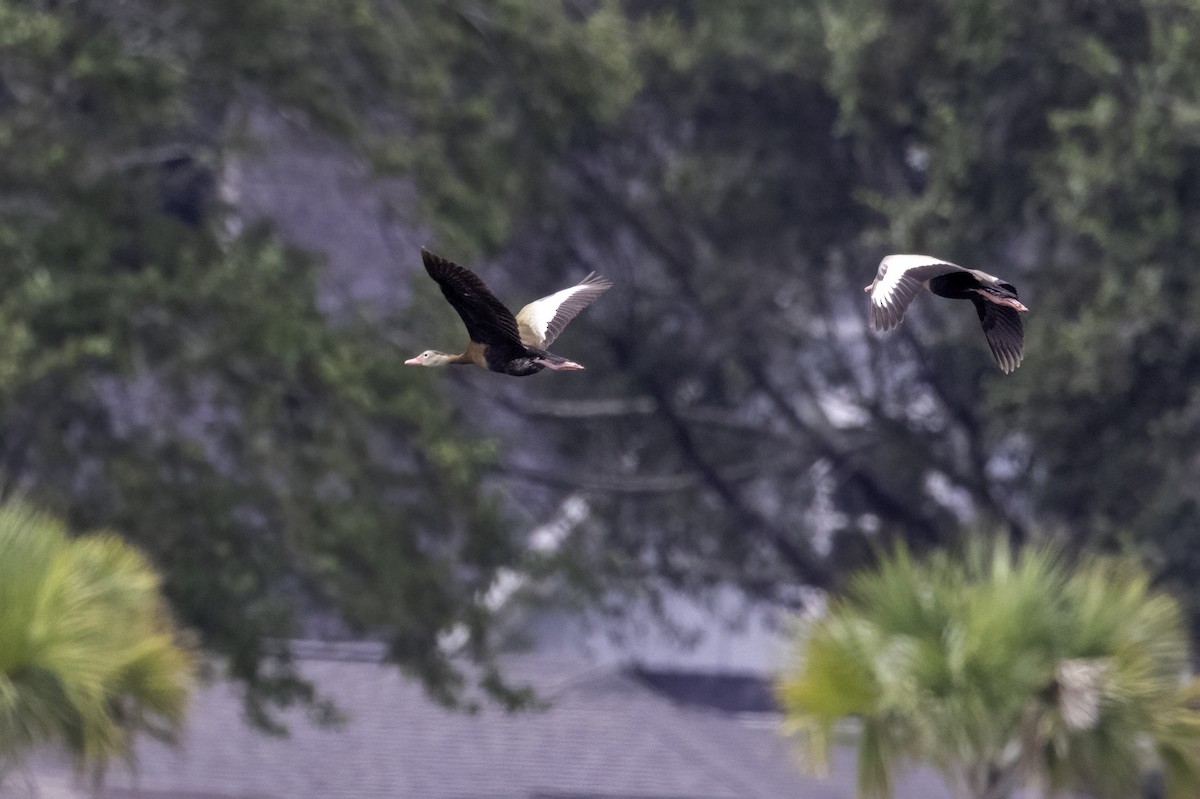 Black-bellied Whistling-Duck - ML622050081