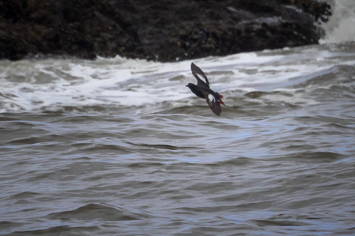 Pigeon Guillemot - ML622050082