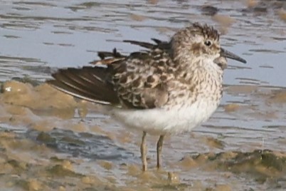 Least Sandpiper - ML622050083