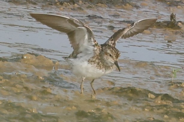 Least Sandpiper - ML622050084