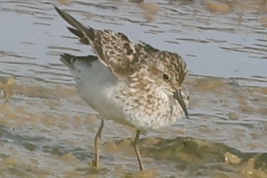 Least Sandpiper - ML622050085