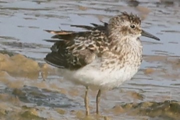 Least Sandpiper - ML622050086