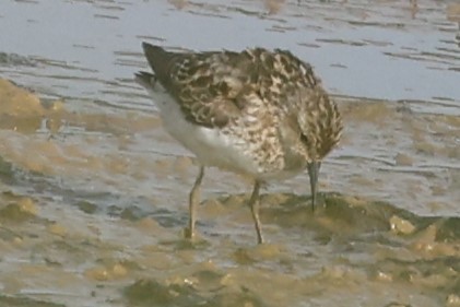 Least Sandpiper - ML622050087