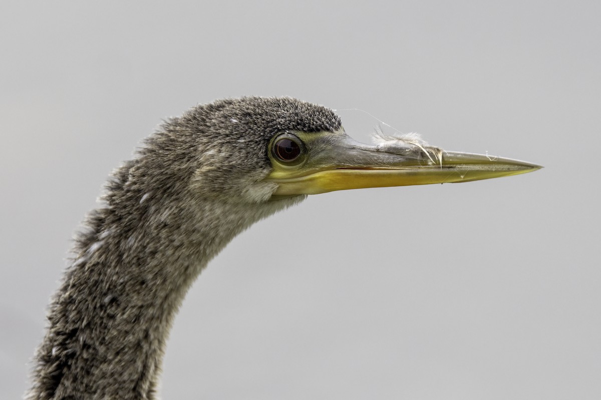 Anhinga - Mel Green