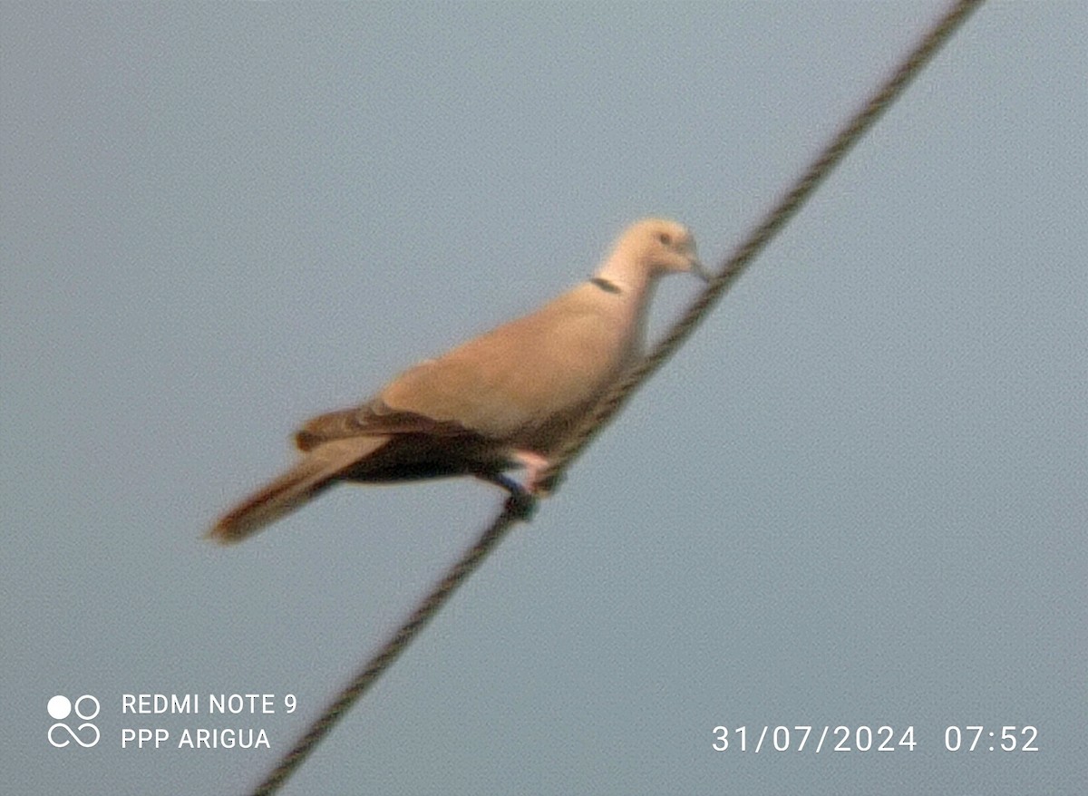 Eurasian Collared-Dove - ML622050089