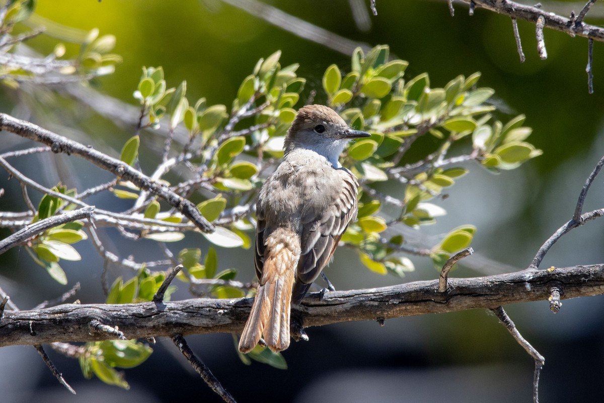 Ash-throated Flycatcher - ML622050090