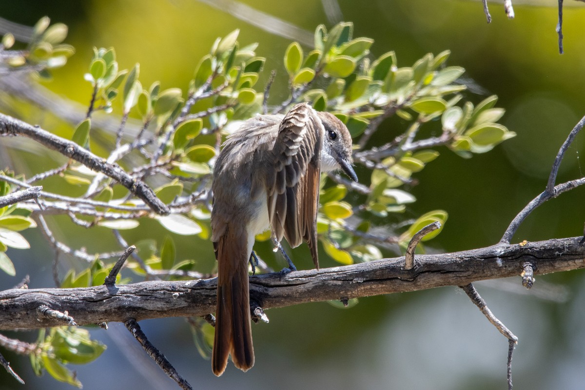 Ash-throated Flycatcher - ML622050091