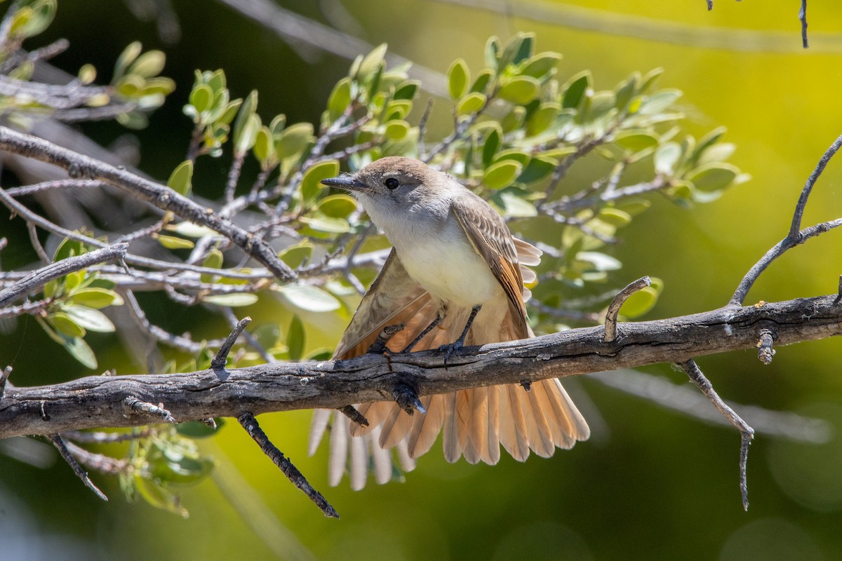 Ash-throated Flycatcher - ML622050092