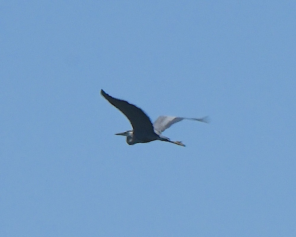 Great Blue Heron - ML622050115