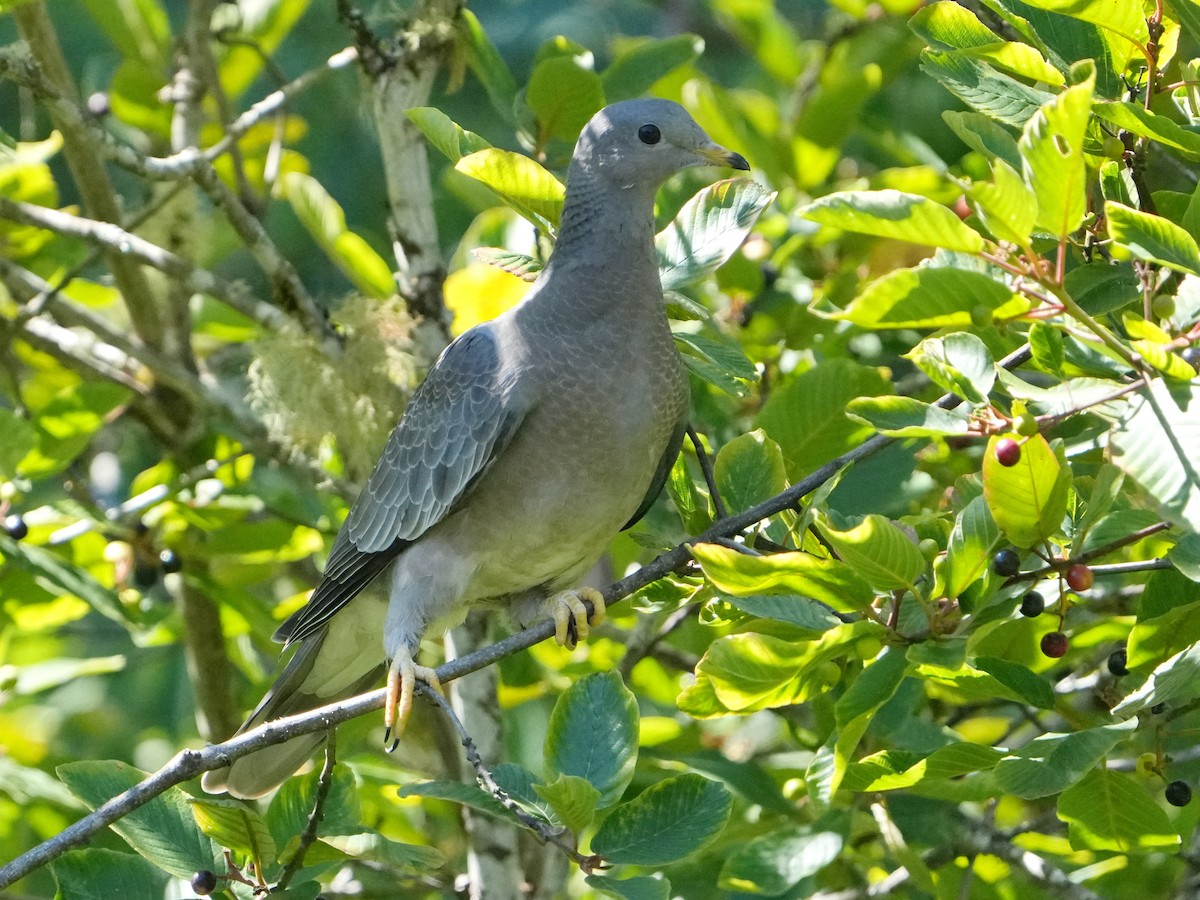 Band-tailed Pigeon - ML622050123