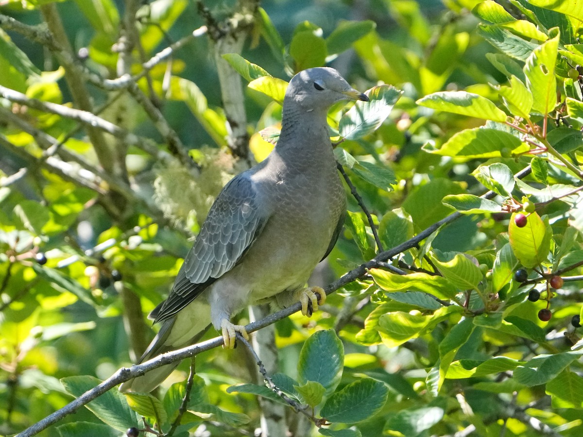 Band-tailed Pigeon - ML622050126