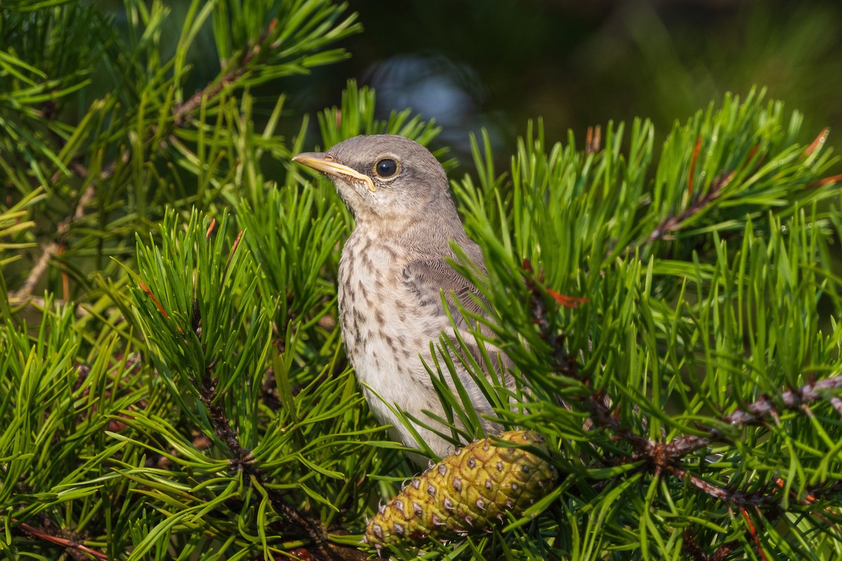 Northern Mockingbird - ML622050127