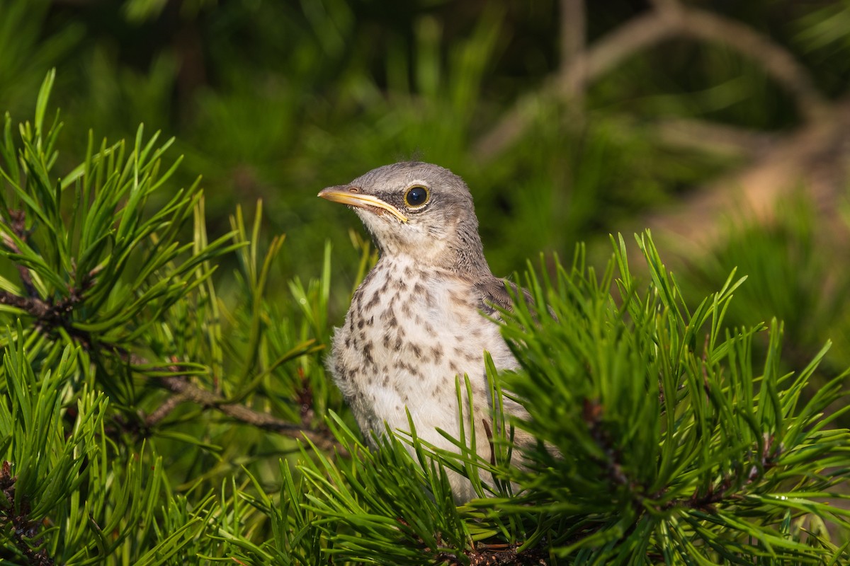 Northern Mockingbird - ML622050128