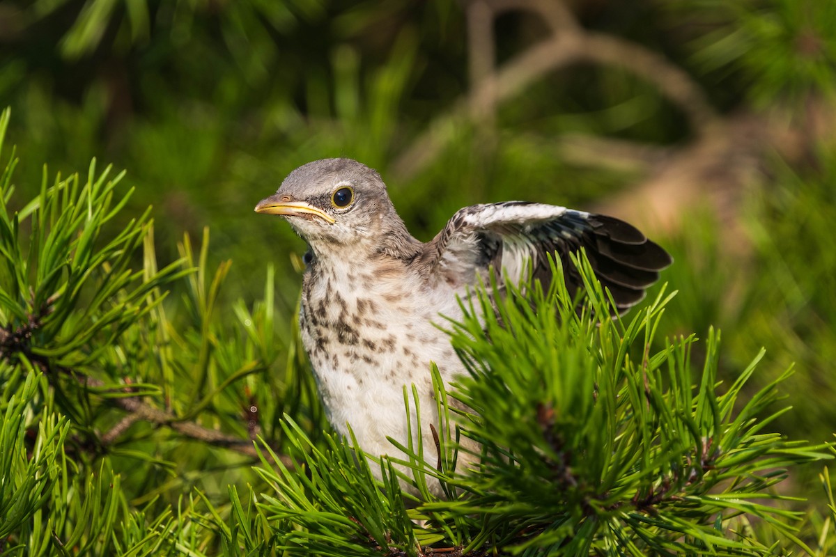 Northern Mockingbird - ML622050129