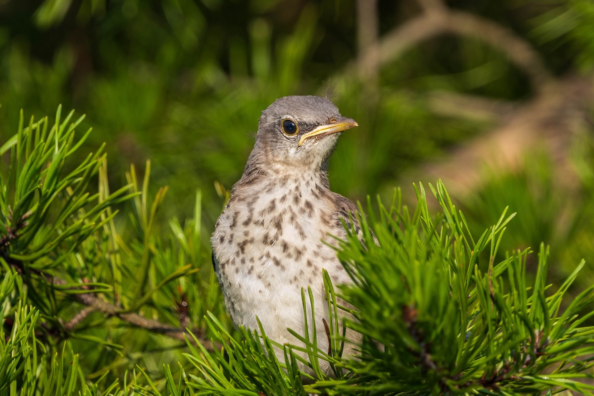 Northern Mockingbird - ML622050130