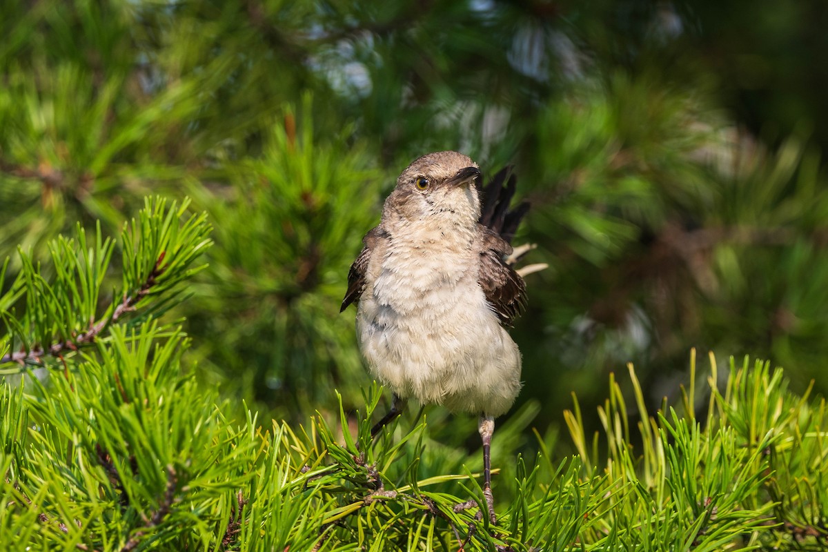 Northern Mockingbird - ML622050131