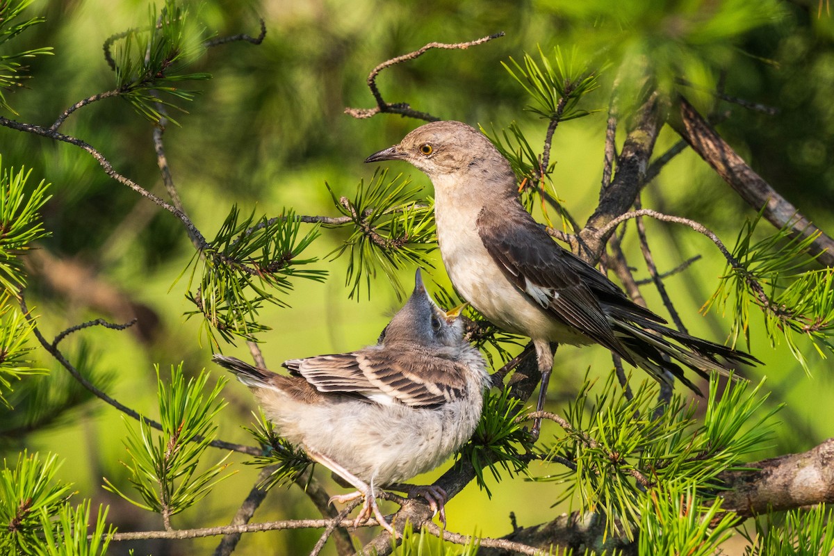 Northern Mockingbird - ML622050132