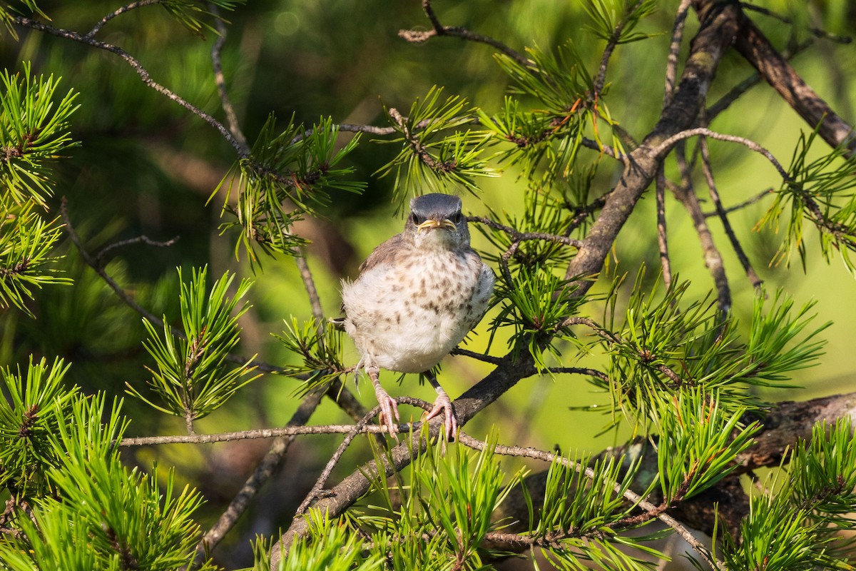 Northern Mockingbird - ML622050133