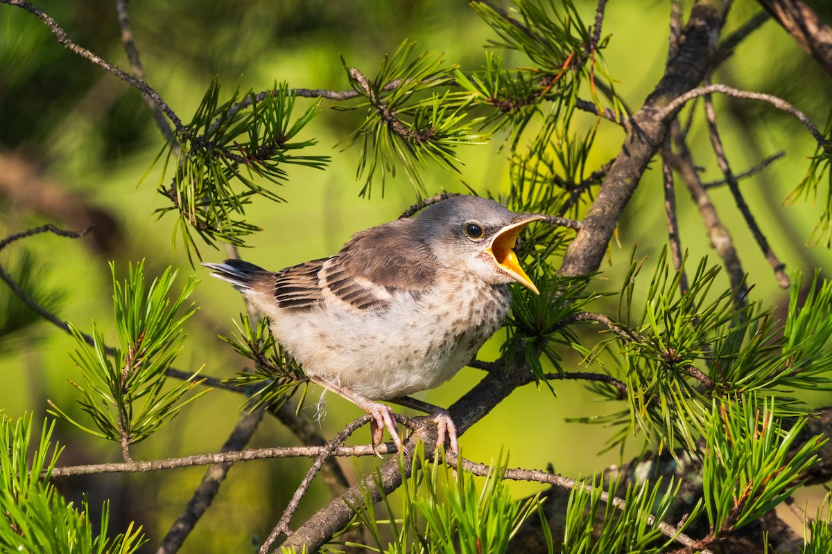 Northern Mockingbird - ML622050134