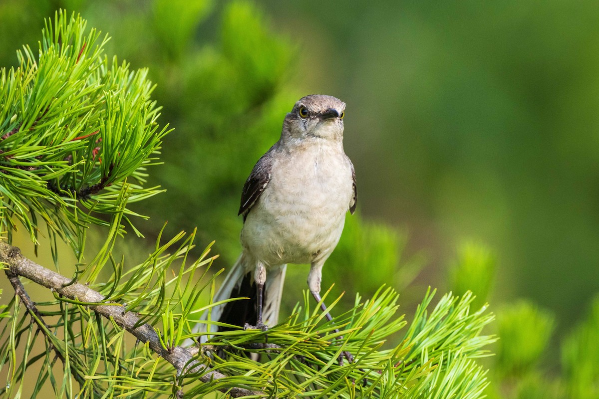 Northern Mockingbird - James Tomasek