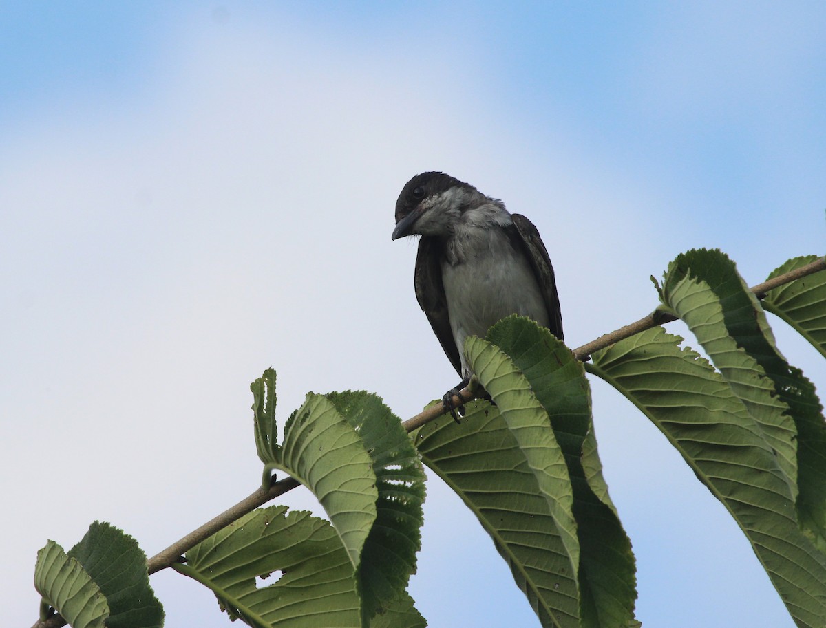 Eastern Kingbird - ML622050136