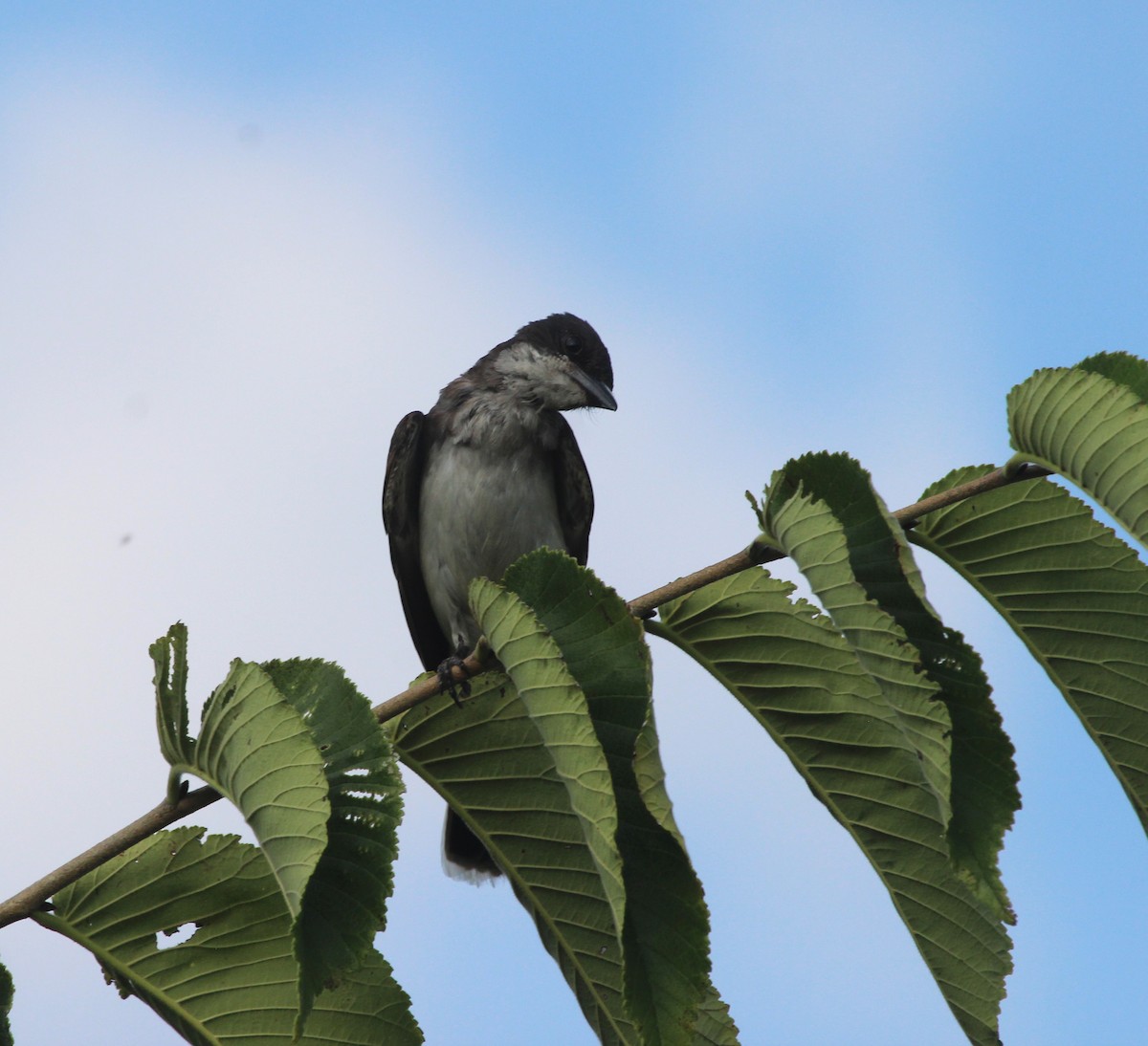 Eastern Kingbird - ML622050137