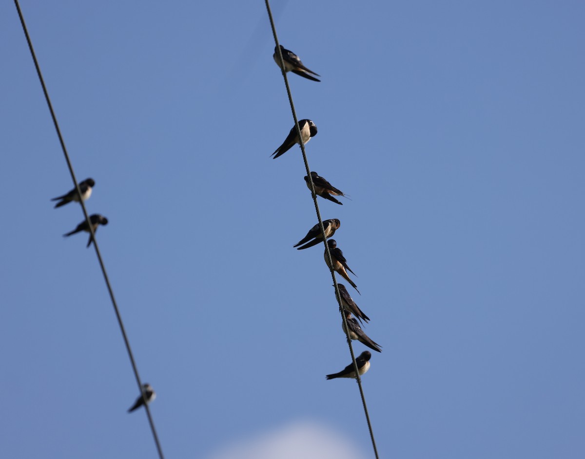 Barn Swallow - Duane Yarbrough