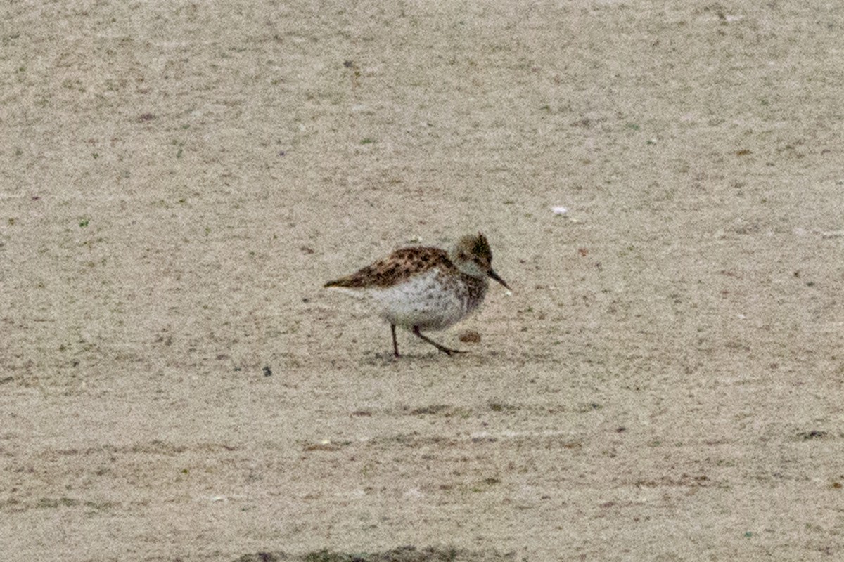 Western Sandpiper - ML622050139