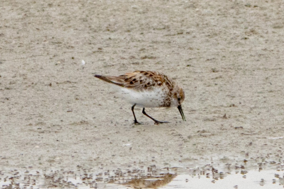 Western Sandpiper - ML622050140