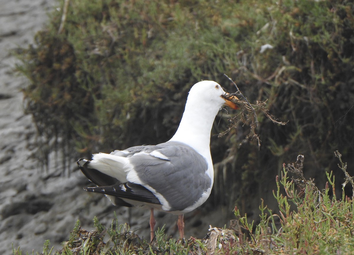 Western Gull - ML622050141