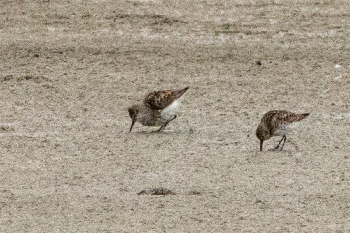 Western Sandpiper - Tristan Yoo